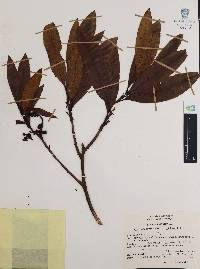 Comarostaphylis discolor image