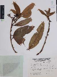 Comarostaphylis longifolia image