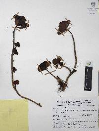 Sedum obcordatum image