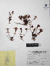 Villadia batesii image