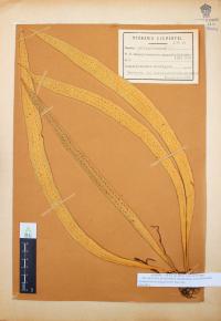 Campyloneurum angustifolium image