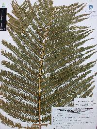 Thelypteris grandis image