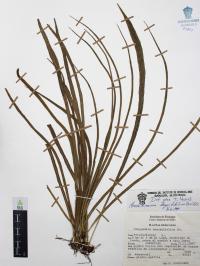 Campyloneurum angustifolium image