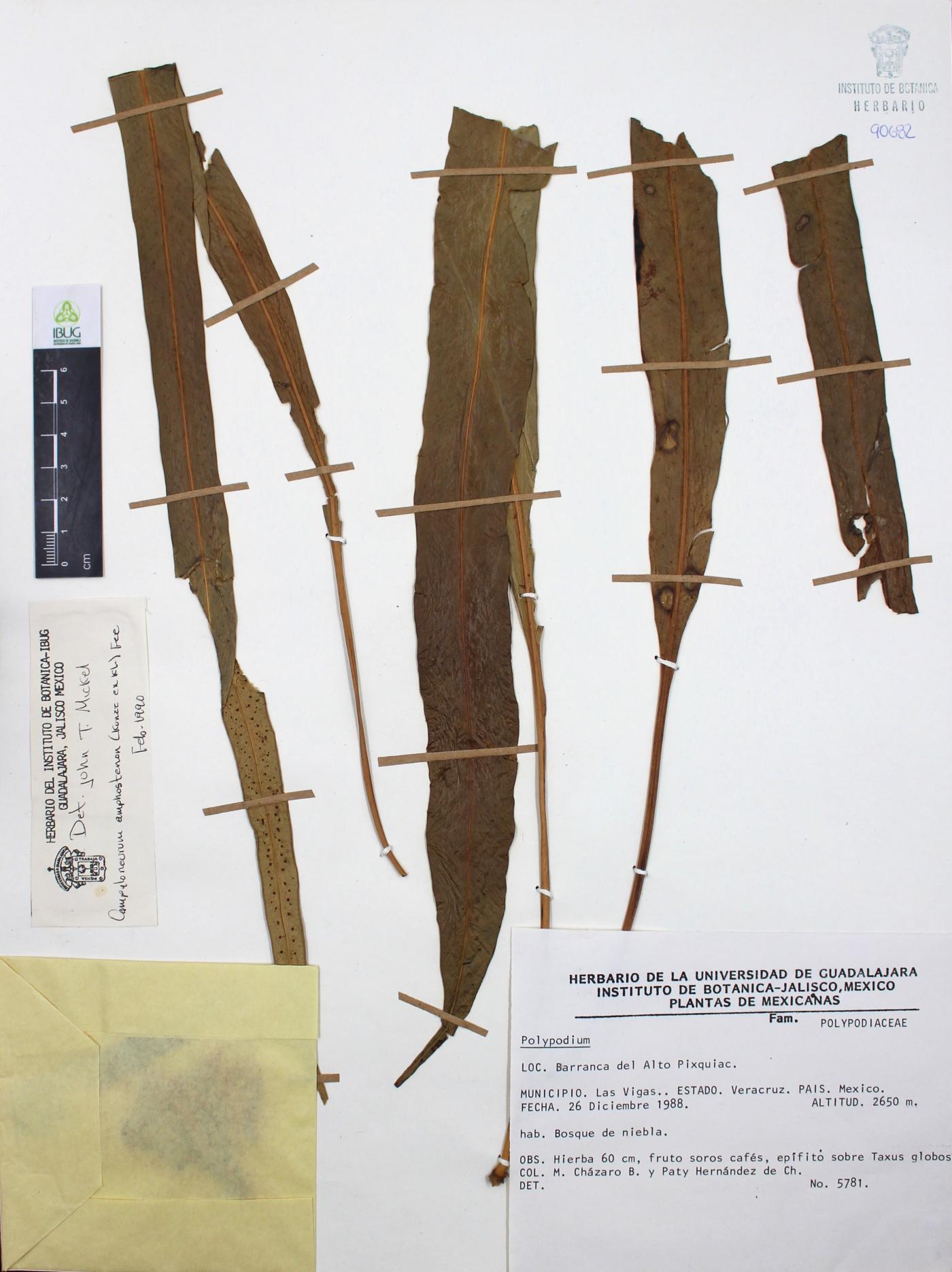 Campyloneurum amphostenon image