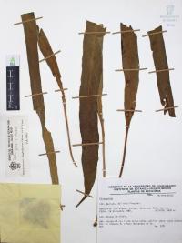 Campyloneurum amphostenon image