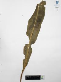 Campyloneurum phyllitidis image