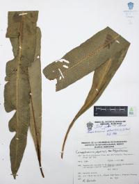 Campyloneurum phyllitidis image