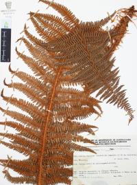 Dryopteris filix-mas image