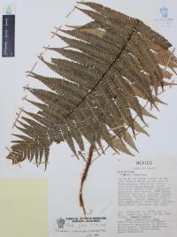 Dryopteris wallichiana image
