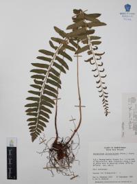 Polystichum acrostichoides image