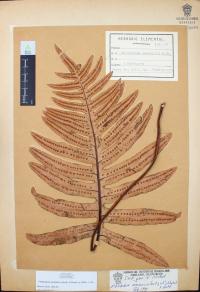 Phlebodium areolatum image