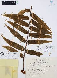 Marattia laxa image