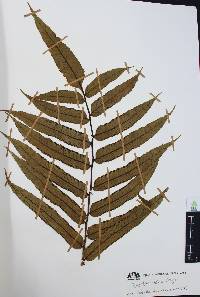 Marattia laxa image