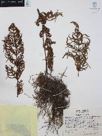 Mildella intramarginalis image