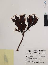 Comarostaphylis discolor image