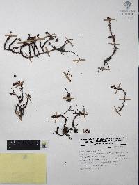 Sedum moranense image