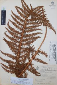 Polystichum speciosissimum image