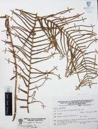 Pteris longifolia image