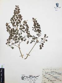 Adiantum andicola image