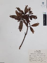 Comarostaphylis discolor subsp. rupestris image