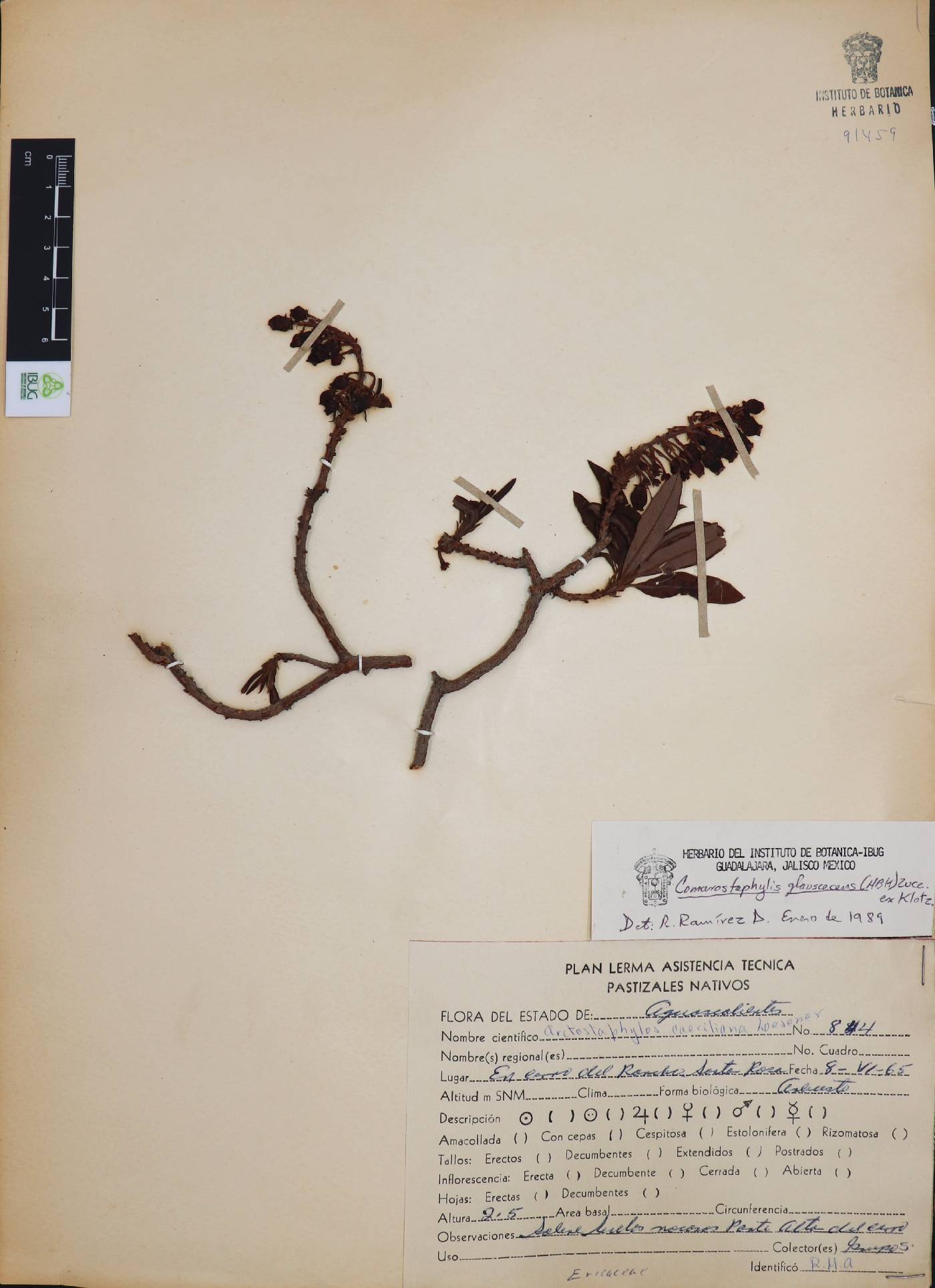 Comarostaphylis image