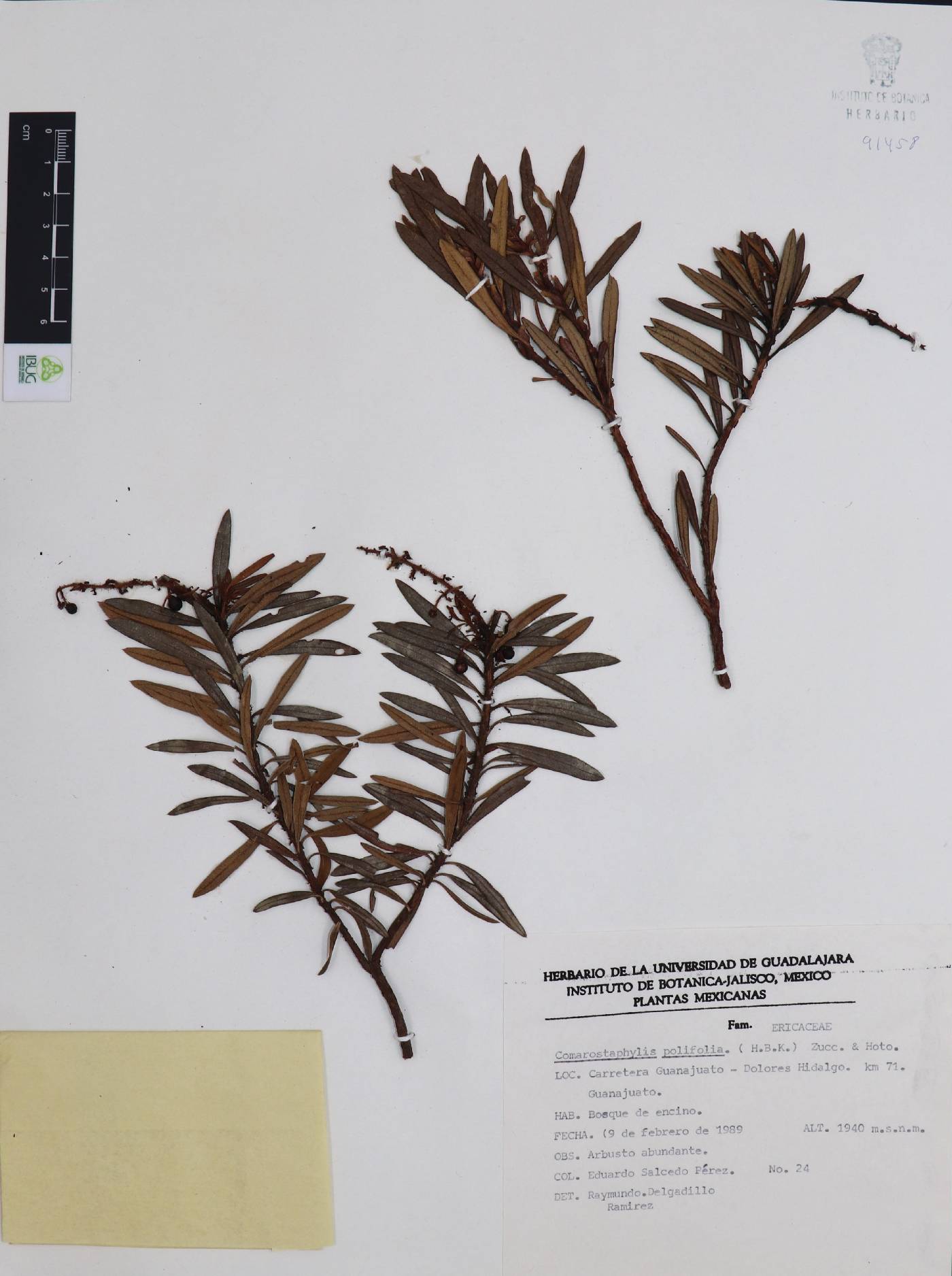 Comarostaphylis polifolia image