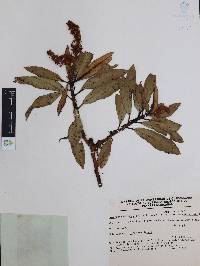 Comarostaphylis discolor image