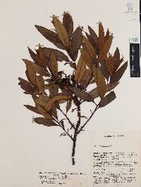 Comarostaphylis discolor image