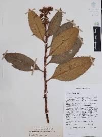 Comarostaphylis longifolia image