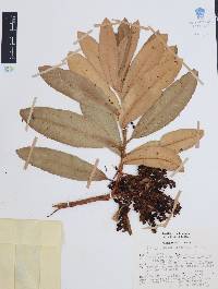 Comarostaphylis longifolia image