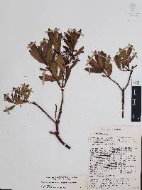 Comarostaphylis polifolia image