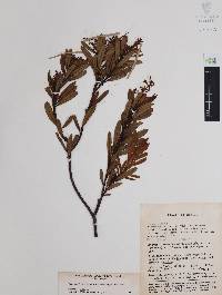 Comarostaphylis polifolia image