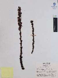 Hypopitys monotropa image