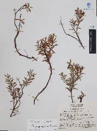 Pernettya prostrata image