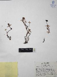 Villadia batesii image
