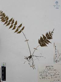 Asplenium auriculatum image