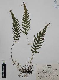 Thelypteris pilosa image