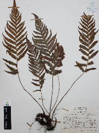 Thelypteris pilosa image