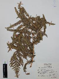 Thelypteris puberula image