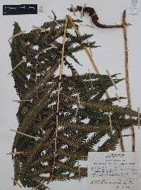 Thelypteris puberula image