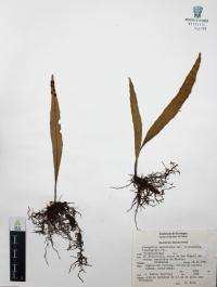 Pleopeltis mexicana image