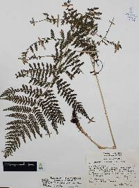 Athyrium arcuatum image