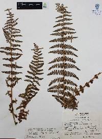 Woodsia mollis image