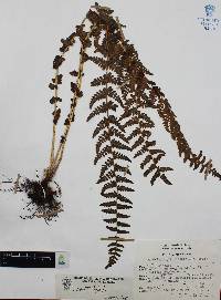 Woodsia mollis image