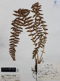 Woodsia mollis image