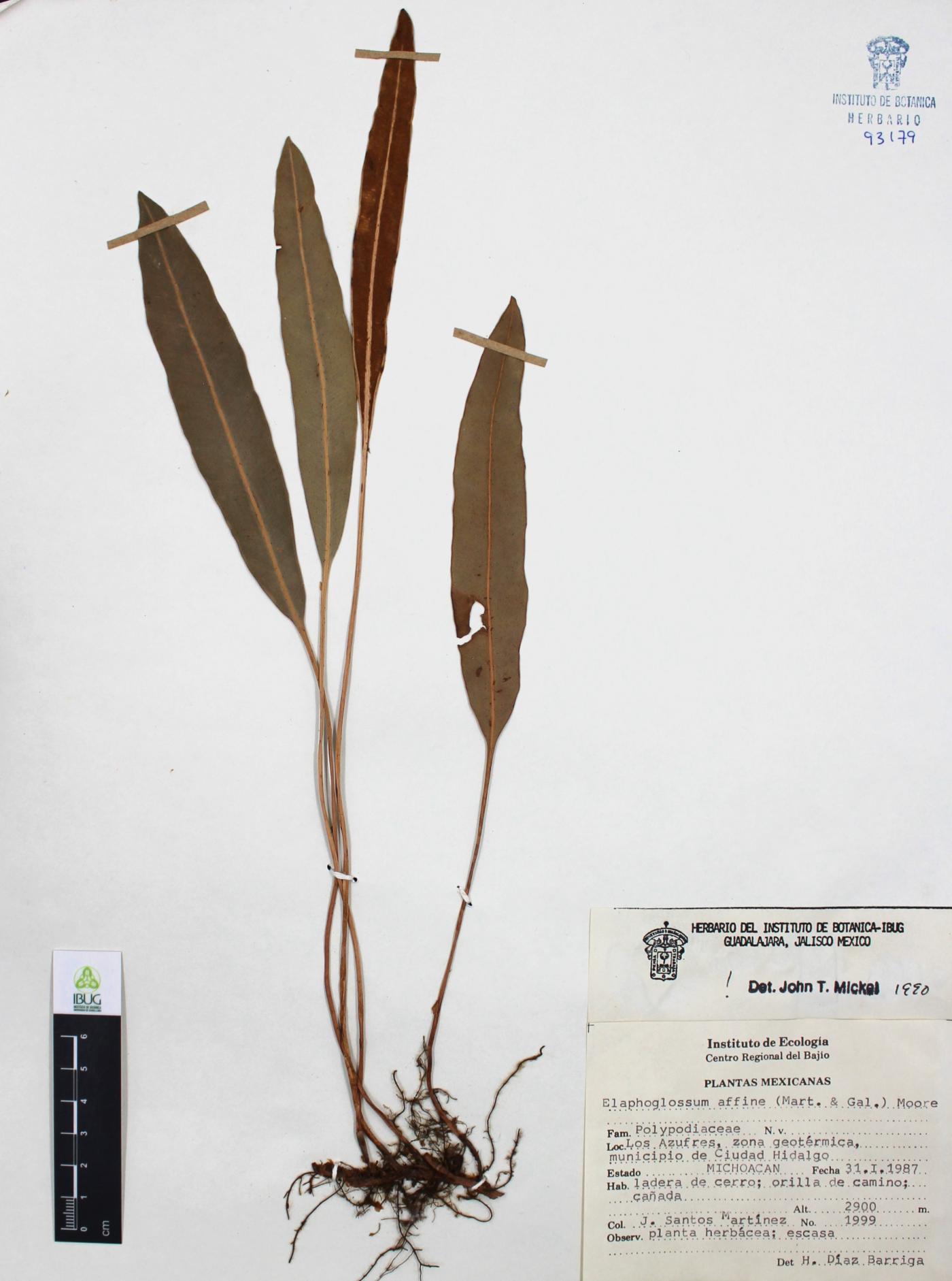 Elaphoglossum affine image