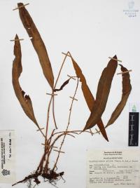 Elaphoglossum affine image