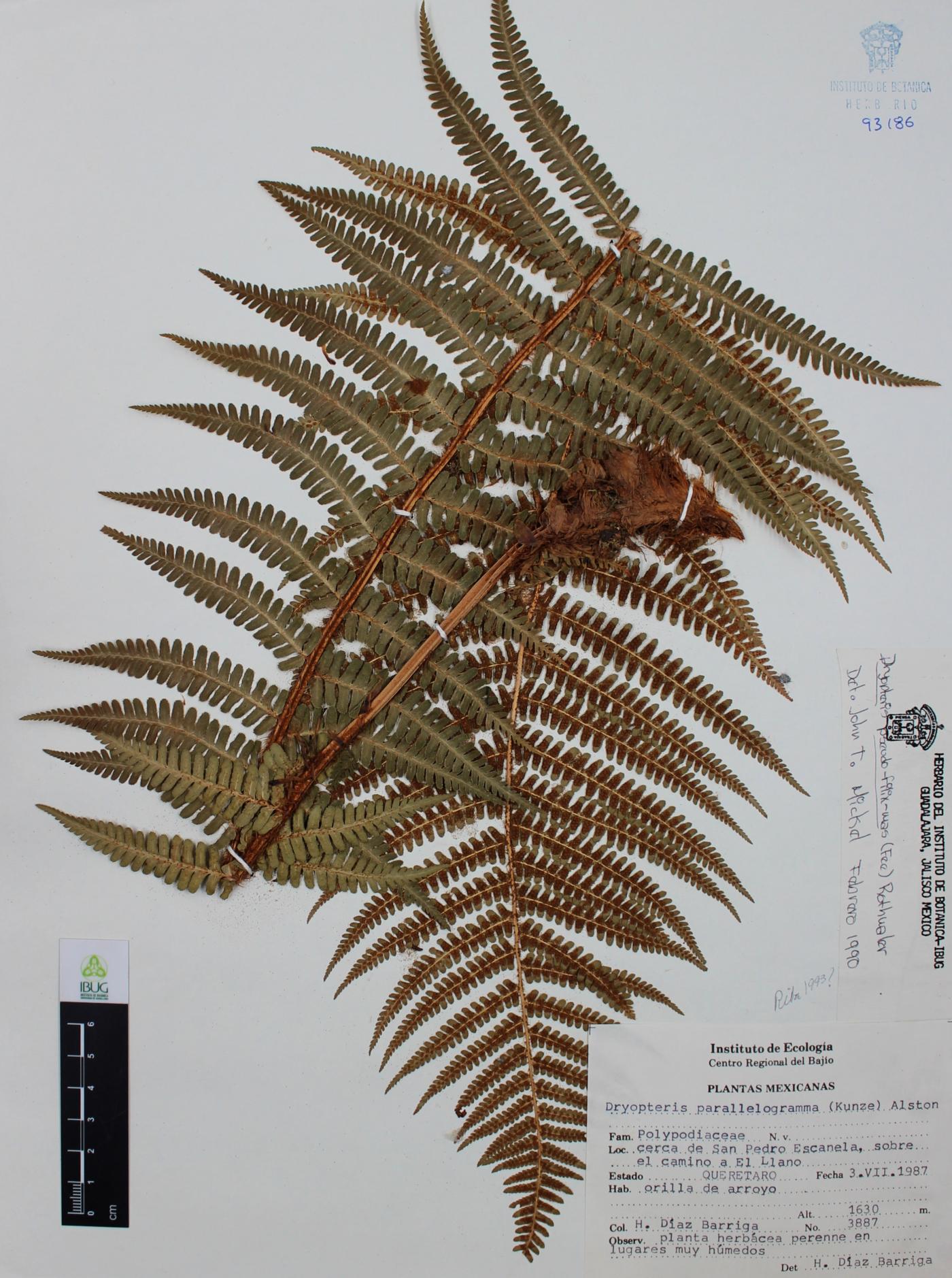 Dryopteris pseudo-filix-mas image