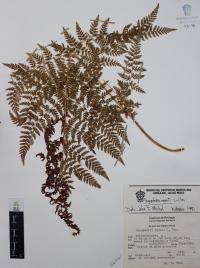Dryopteris rossii image