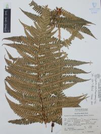 Dryopteris wallichiana image